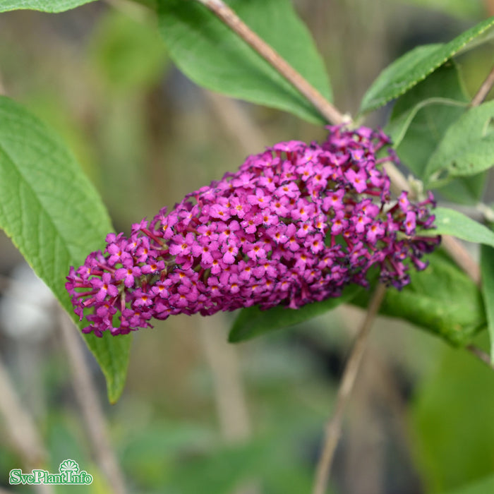 Buddleja davidii 'Miss Ruby' Busk C5