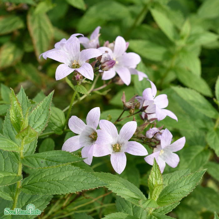 Campanula lactiflora 'Loddon Anna' A-kval