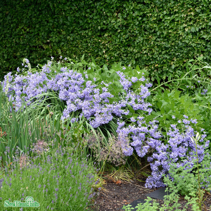 Campanula lactiflora 'Prichard' A-kval