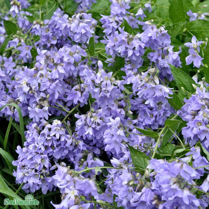 Campanula lactiflora 'Prichard' A-kval