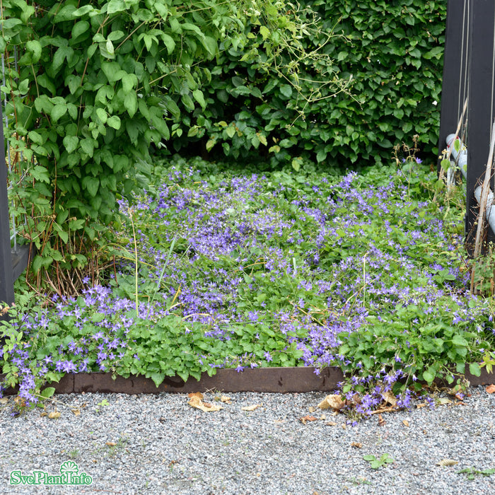 Campanula poscharskyana 'Stella' A-kval