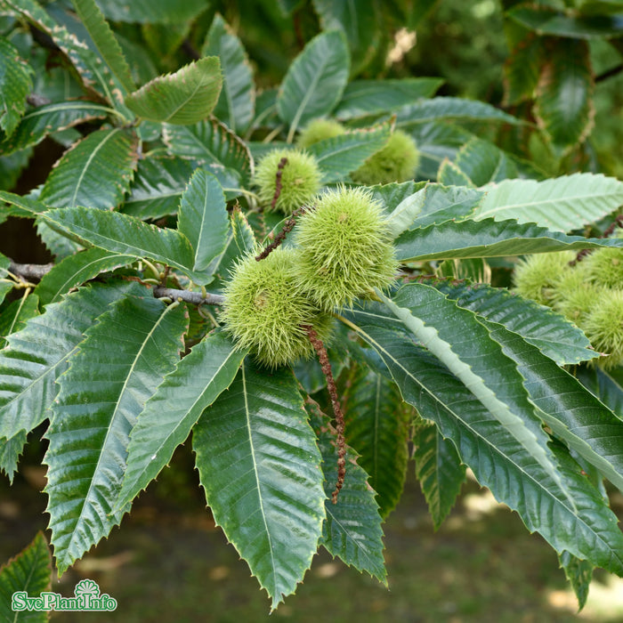 Castanea sativa Ungträd C12 175-200cm