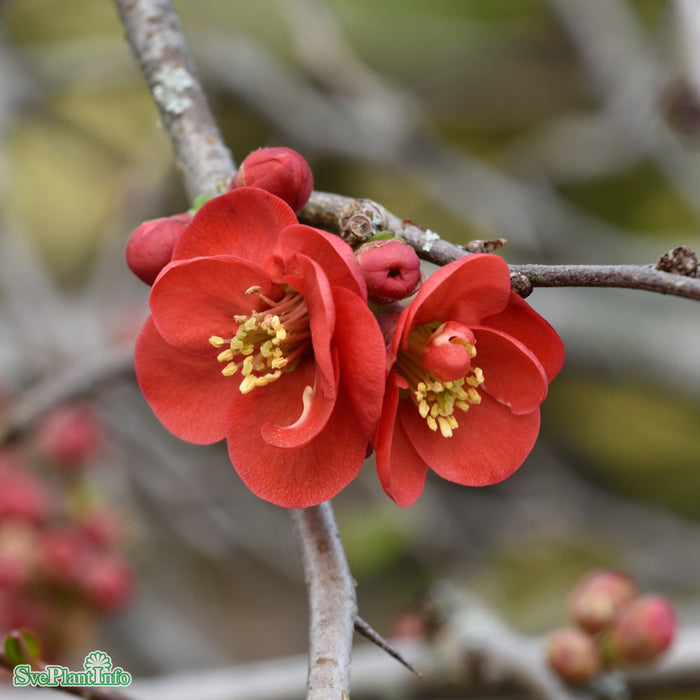 Chaenomeles japonica Solitär C50 100-125cm