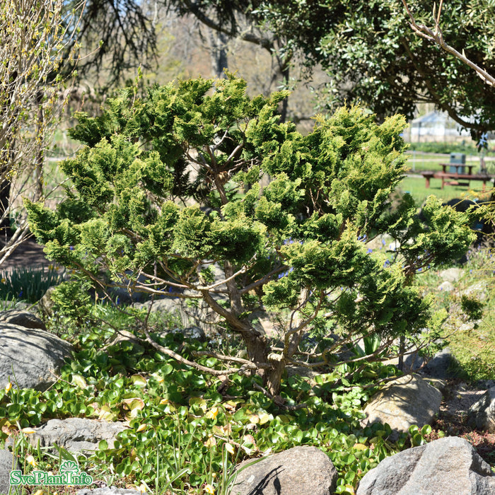 Chamaecyparis obtusa 'Nana Gracilis' C7,5 40-50cm