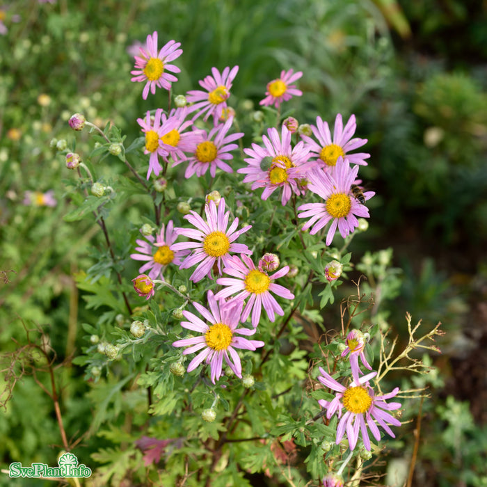 Chrysanthemum zawadskii 'Clara Curtis' A-kval