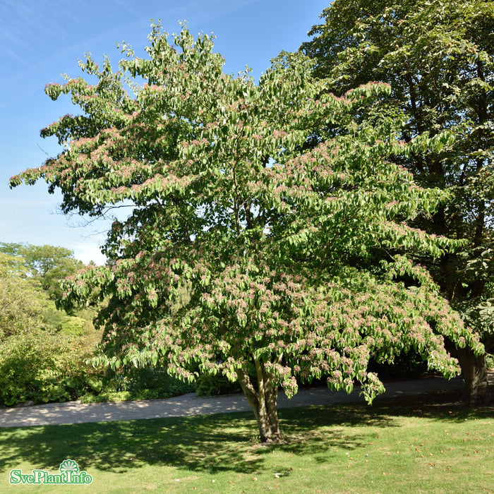 Cornus controversa Solitär C12 125-150cm