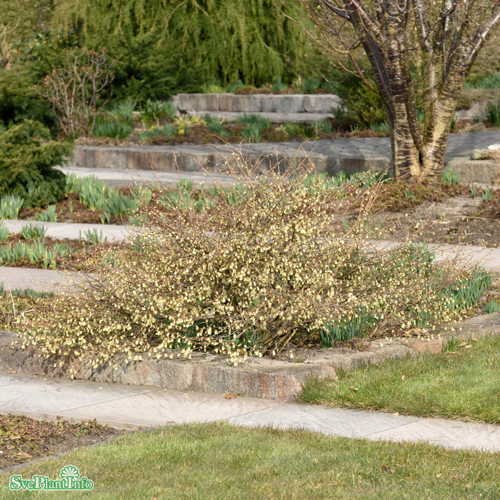 Corylopsis pauciflora Solitär C12 50-80cm