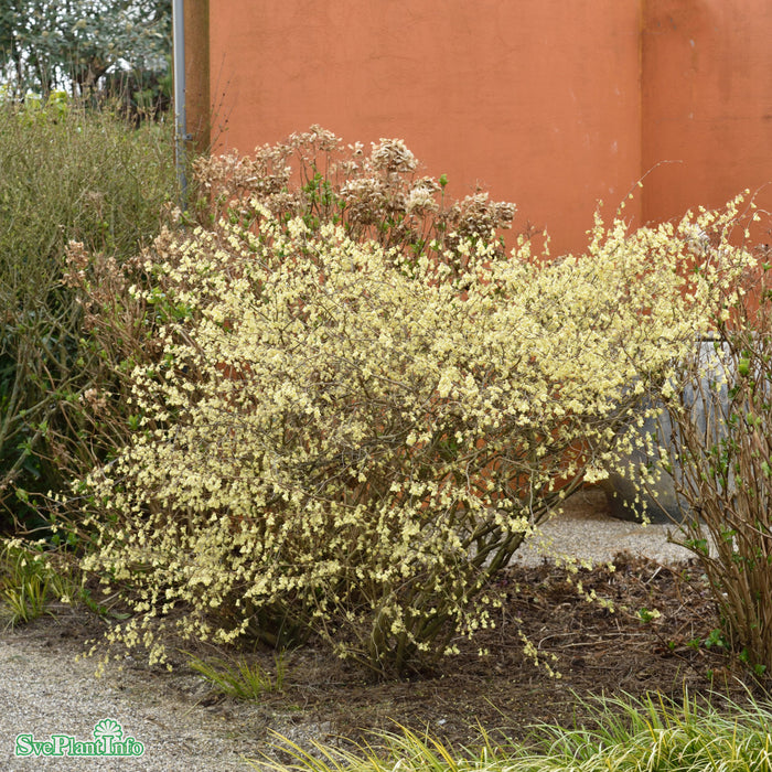 Corylopsis pauciflora Solitär C12 50-80cm