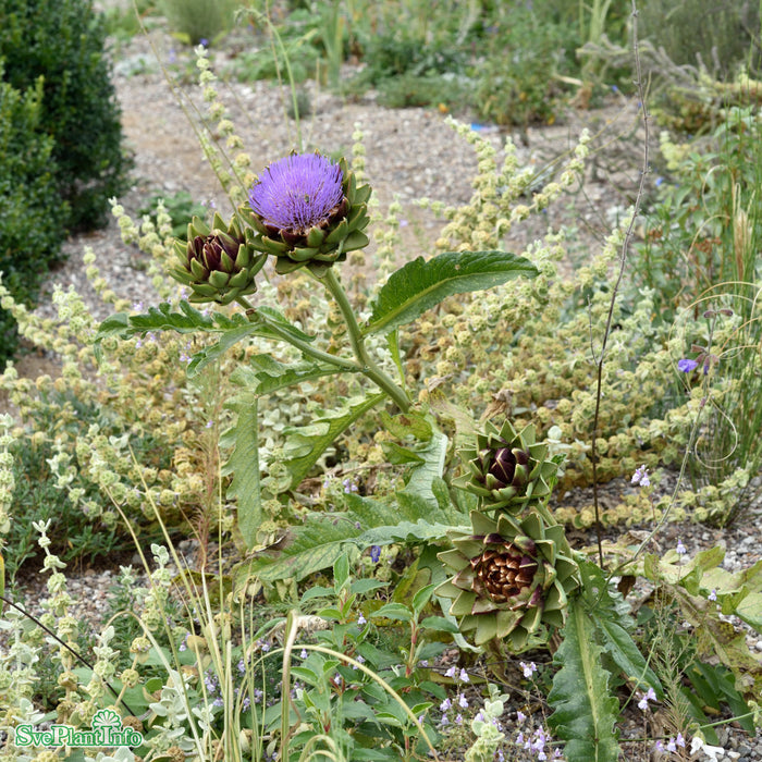 Cynara scolymus A-kval C2