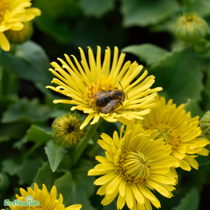 Doronicum orientale 'Little Leo' A-kval
