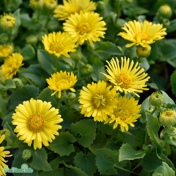 Doronicum orientale 'Little Leo' A-kval