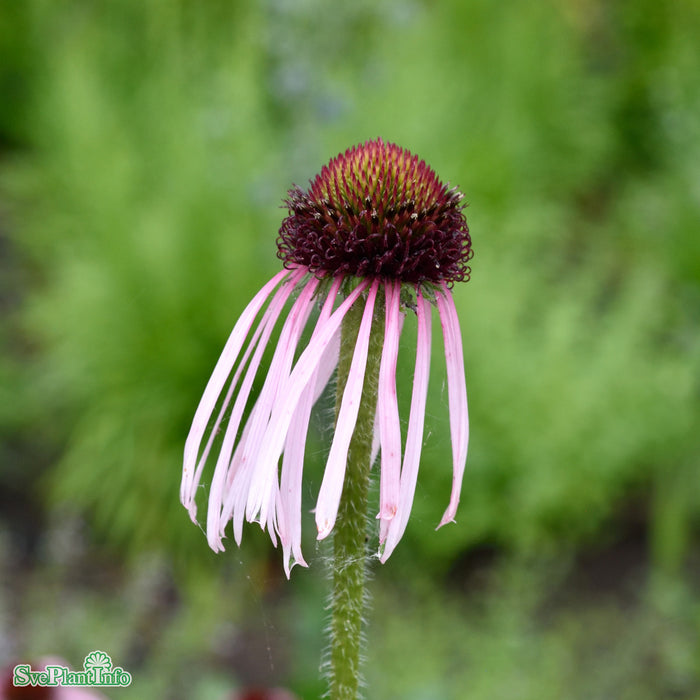 Echinacea pallida A-kval