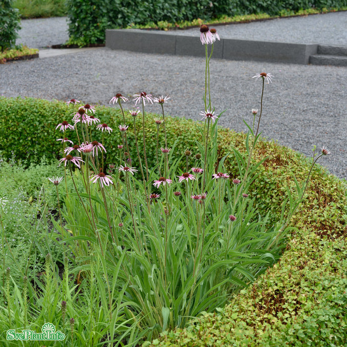 Echinacea pallida A-kval