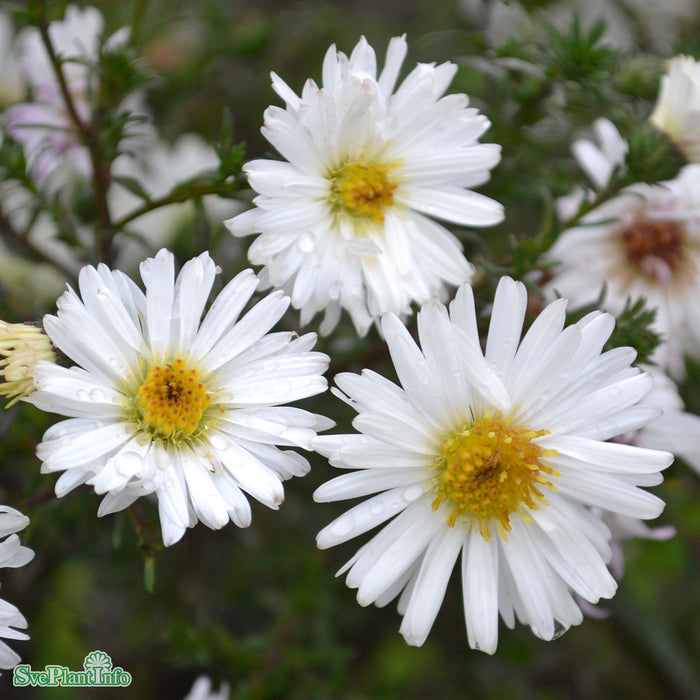 Symphyotrichum novi-belgii 'Frövi' A-kval