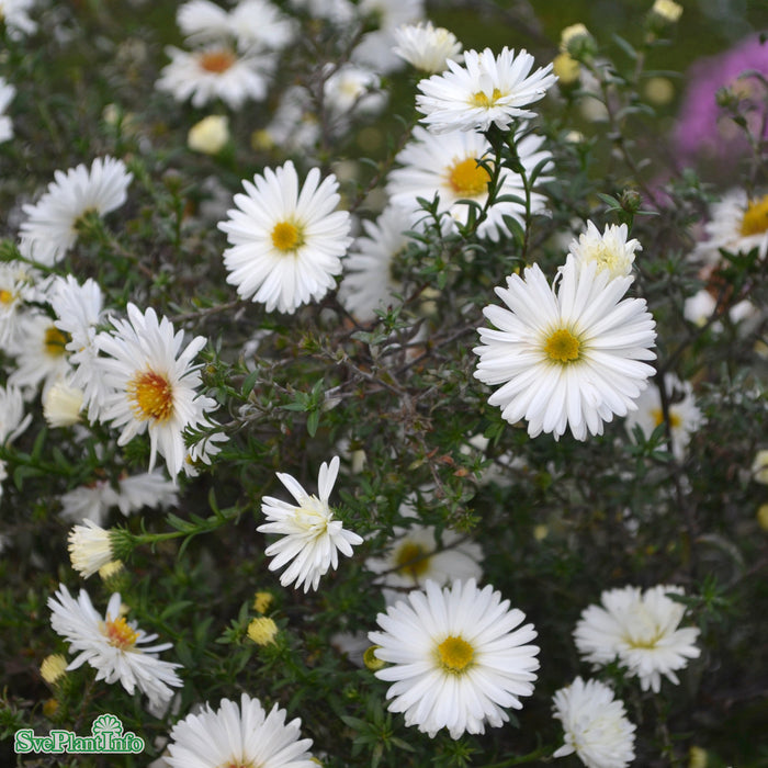 Symphyotrichum novi-belgii 'Frövi' A-kval