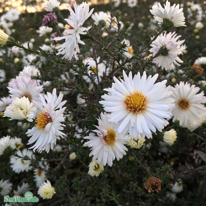 Symphyotrichum novi-belgii 'Frövi' A-kval