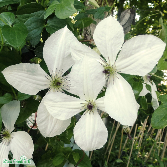 Clematis 'Forever Friends' C2 80-100cm