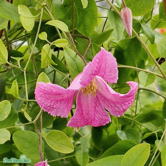 Clematis (Vitic.) 'Confetti' A-kval C2