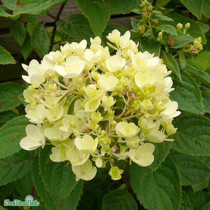 Hydrangea paniculata 'Compacta' Busk C5