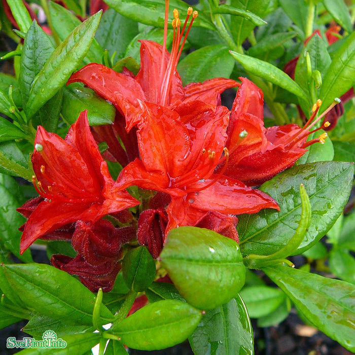 Rhododendron (Knap Hill) 'Satan' Busk C5 40-50cm