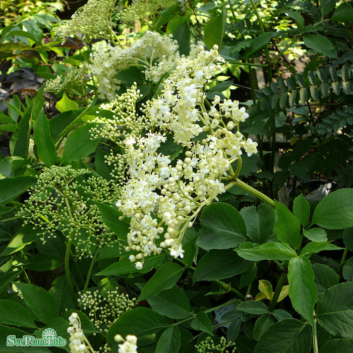 Sambucus nigra 'Samyl' Busk C5