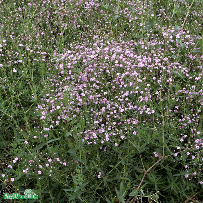 Gypsophila paniculata 'Flamingo' A-kval C3