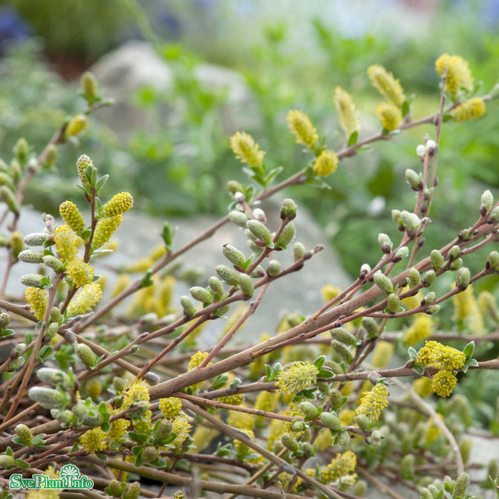 Salix repens 'Grey Carpet' E Busk C2