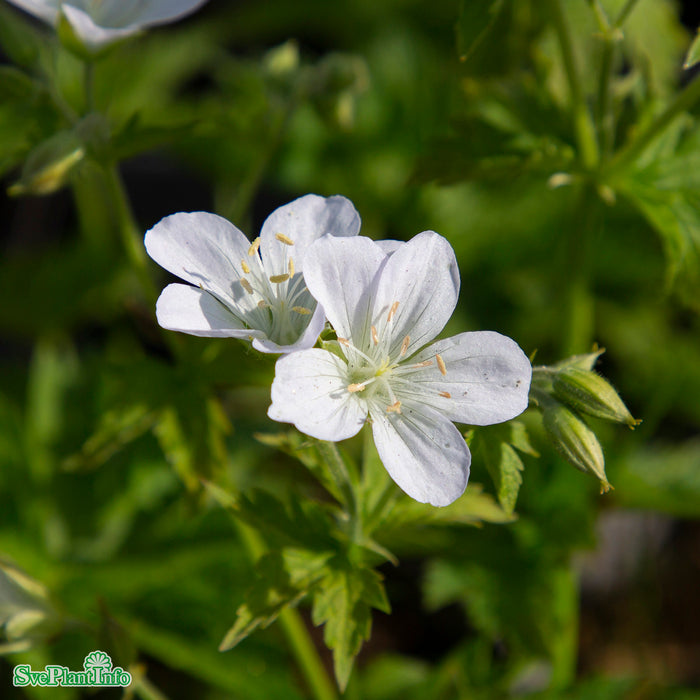 Geranium sylvaticum 'Album' A-kval