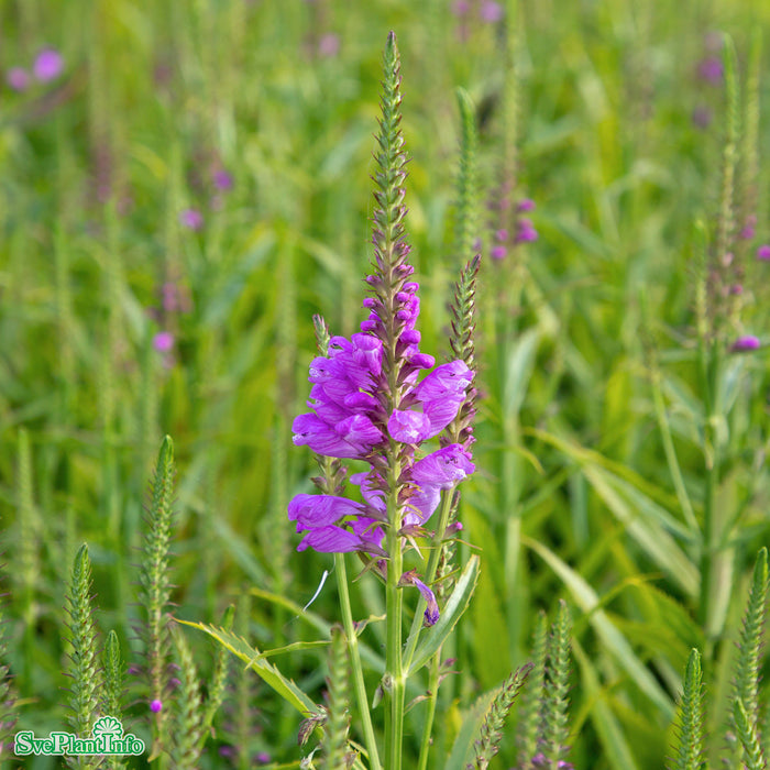 Physostegia virginiana 'Vivid' A-kval