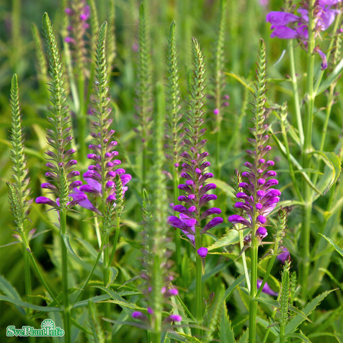 Physostegia virginiana 'Vivid' A-kval