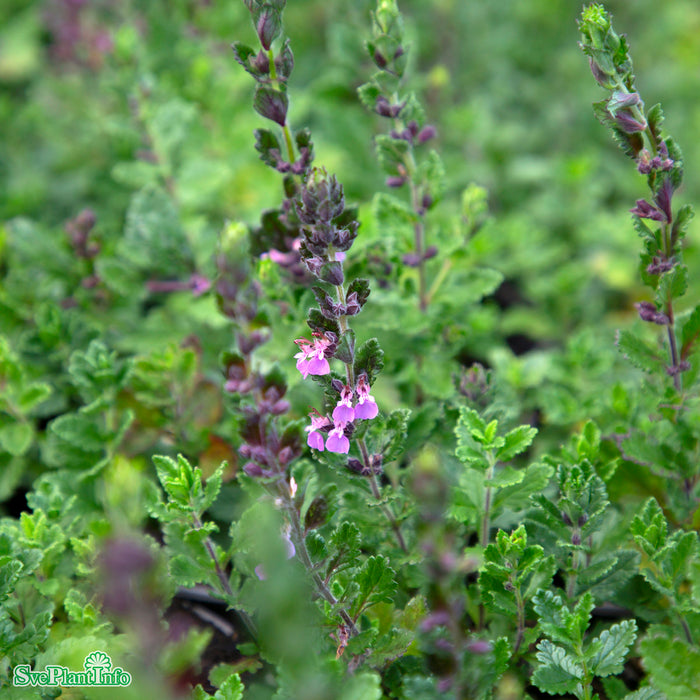 Teucrium lucidrys A-kval
