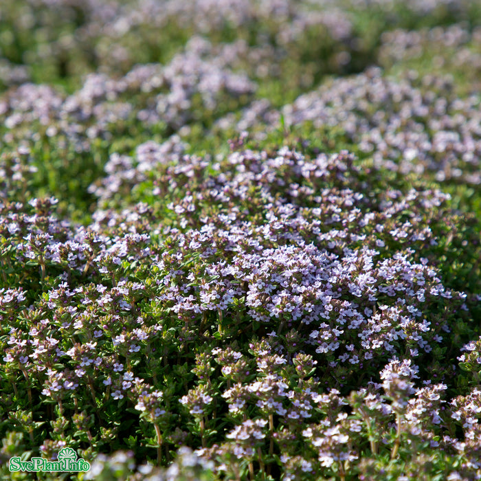 Thymus vulgaris 'Compactus' A-kval