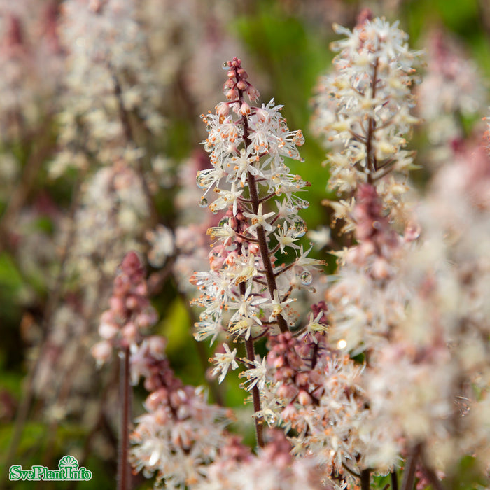 Tiarella 'Spring Symphony' A-kval
