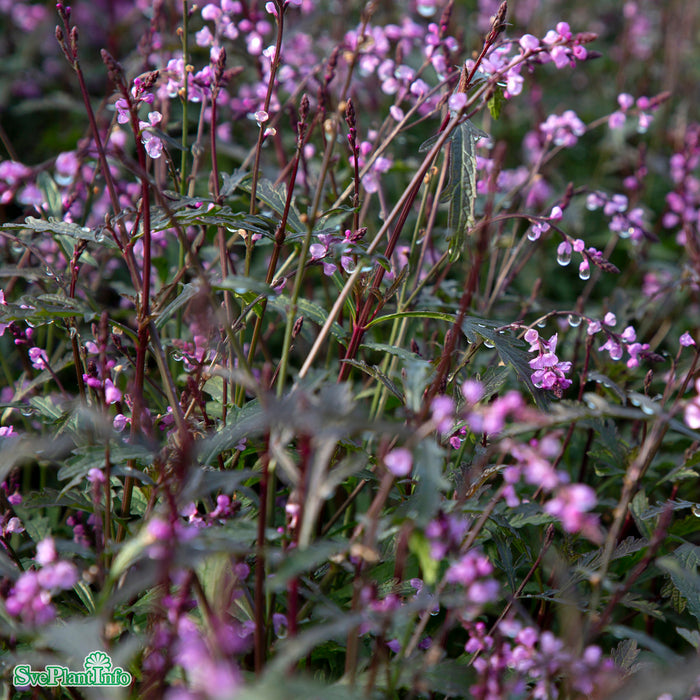Verbena officinalis 'Bampton' A-kval C3