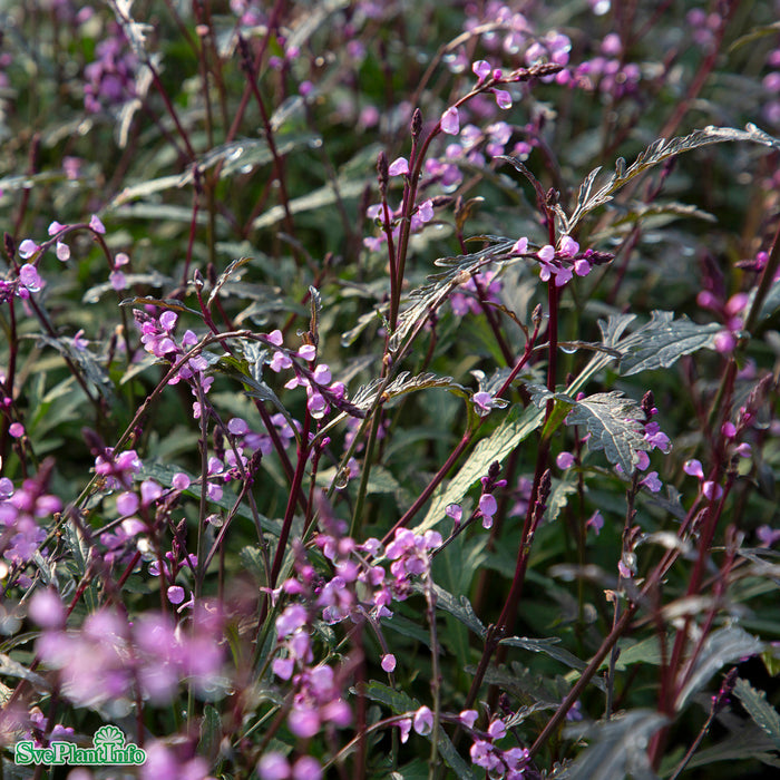 Verbena officinalis 'Bampton' A-kval C3