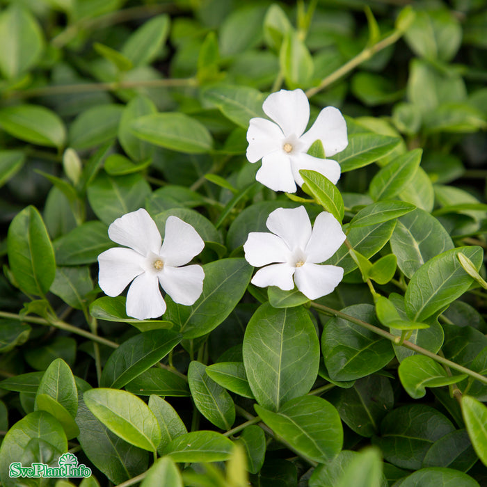 Vinca minor 'Alba' A-kval