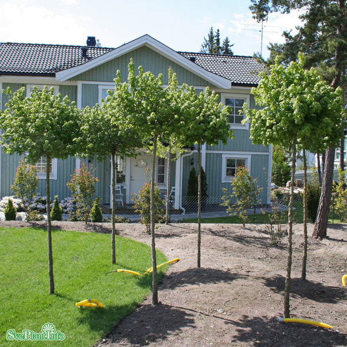 Acer campestre 'Nanum' Stam C15 180cm 2 år