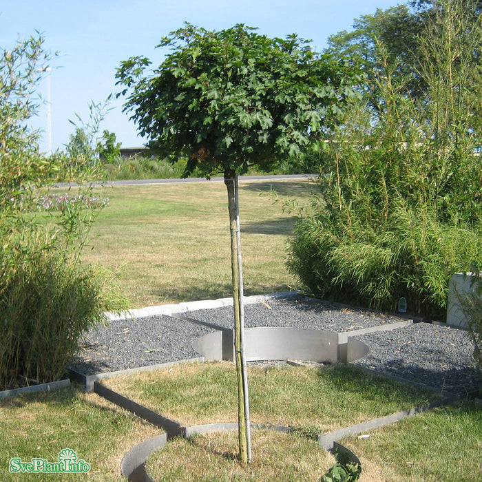 Acer campestre 'Nanum' Stam C15 180cm 2 år