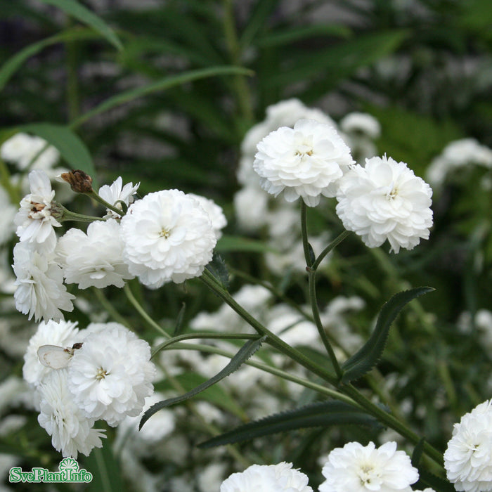 Achillea ptarmica 'The Pearl' A-kval