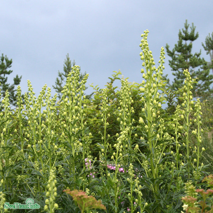Aconitum napellus 'Album' A-kval