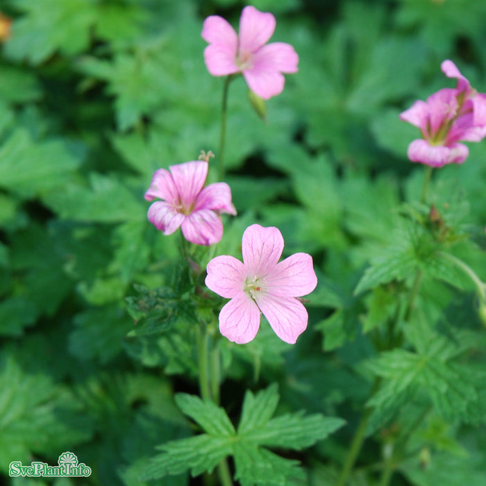 Geranium endressii A-kval