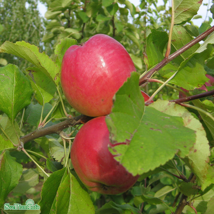 Malus domestica 'Farmors Juläpple' A2 Stam 2-års A-kval  Co