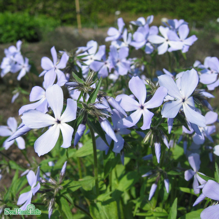Phlox divaricata 'Clouds Of Perfume' A-kval