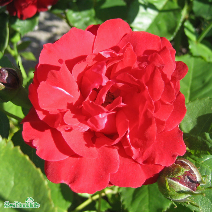 Rosa 'L. D. Braithwaite' A kval C6