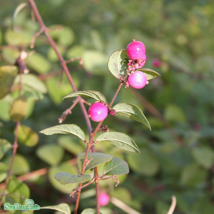 Symphoricarpos x chenaultii 'Hancock' Busk C 40-60cm