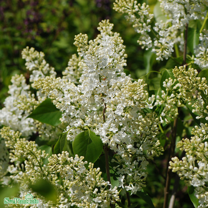 Syringa vulgaris f. alba Fk Veberöd E C5