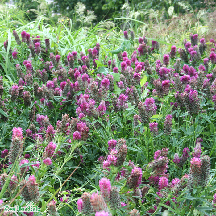 Trifolium rubens A-kval