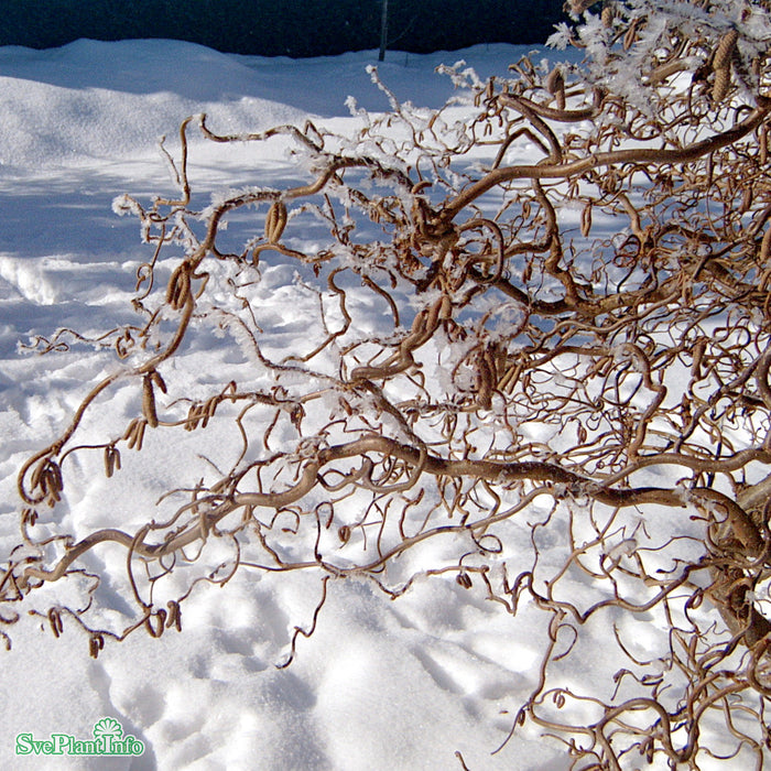 Corylus avellana 'Contorta' Stam C18 80cm