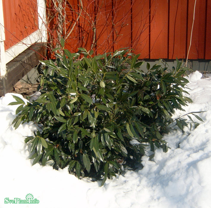 Prunus laurocerasus 'Otto Luyken' Busk C3 30-40cm