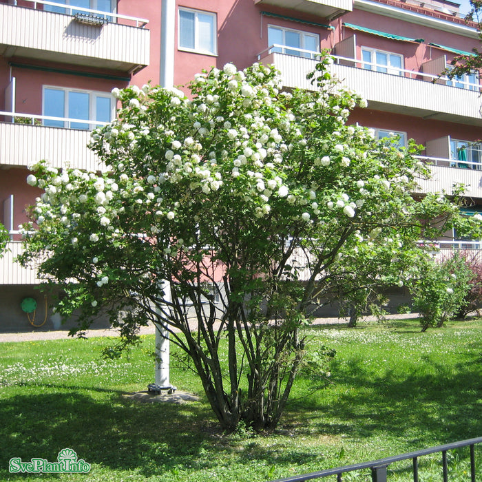 Viburnum opulus 'Roseum' C12 100-125cm